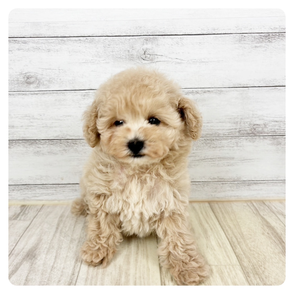 兵庫県のトイプードル(トイ) (犬の家＆猫の里川西店/2026年1月3日生まれ/女の子/オレンジフォーン)の子犬