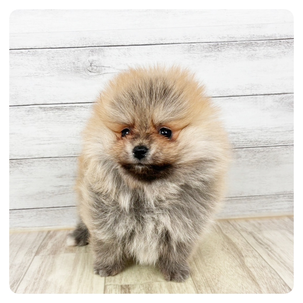 兵庫県のポメラニアン (犬の家＆猫の里尼崎店/2026年1月1日生まれ/女の子/ウルフセーブル)の子犬