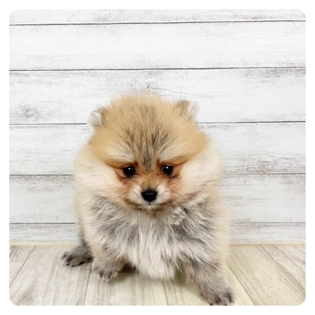 兵庫県のポメラニアン (犬の家＆猫の里ゆめタウン姫路店/2026年1月1日生まれ/女の子/ウルフセーブル)の子犬
