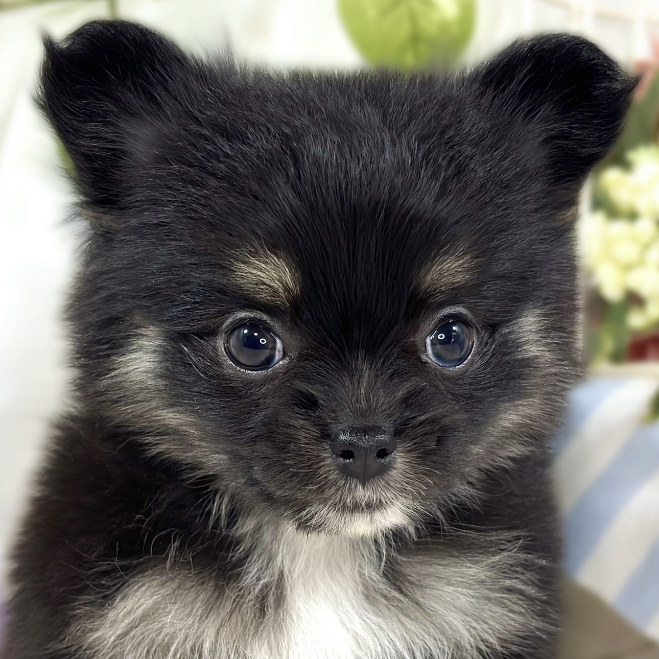 2026年1月4日生まれのポメチワ/チワポメ/ポメチー(ポメラニアン×チワワ)