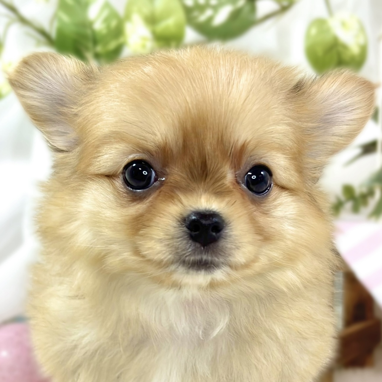 2026年1月4日生まれのポメチワ/チワポメ/ポメチー(ポメラニアン×チワワ)