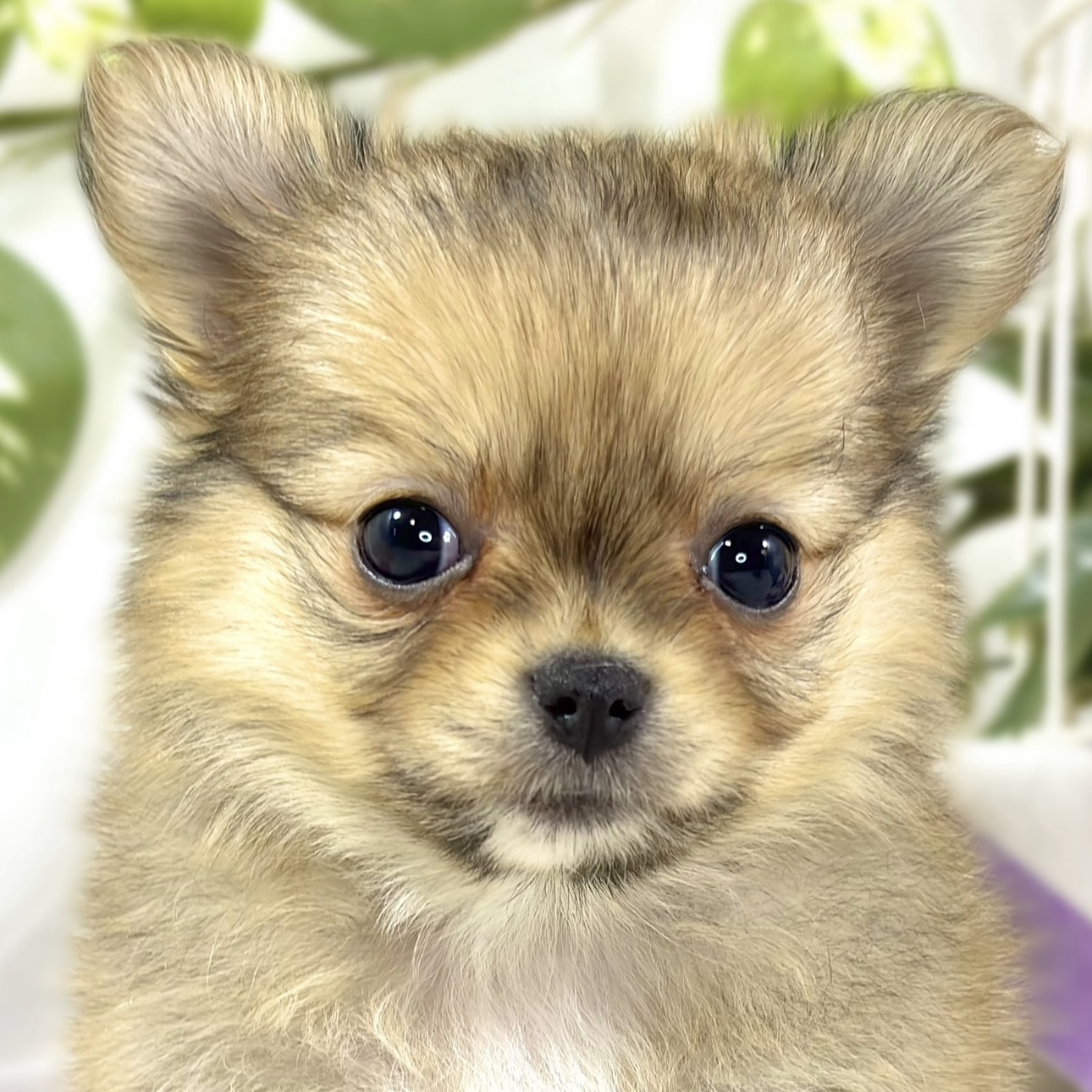 2026年1月4日生まれのポメチワ/チワポメ/ポメチー(ポメラニアン×チワワ)