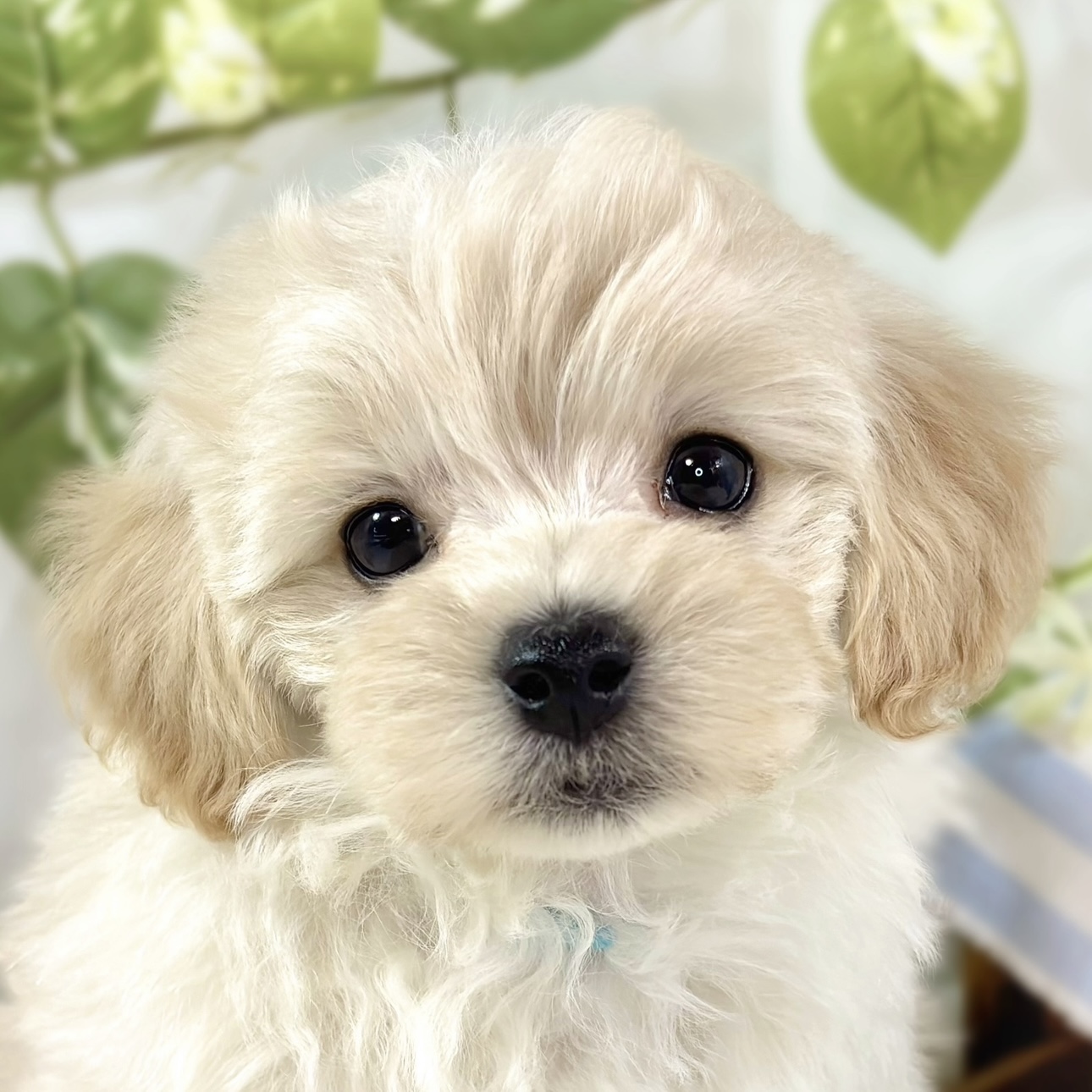 2026年1月4日生まれのマルプー(マルチーズ×プードル)