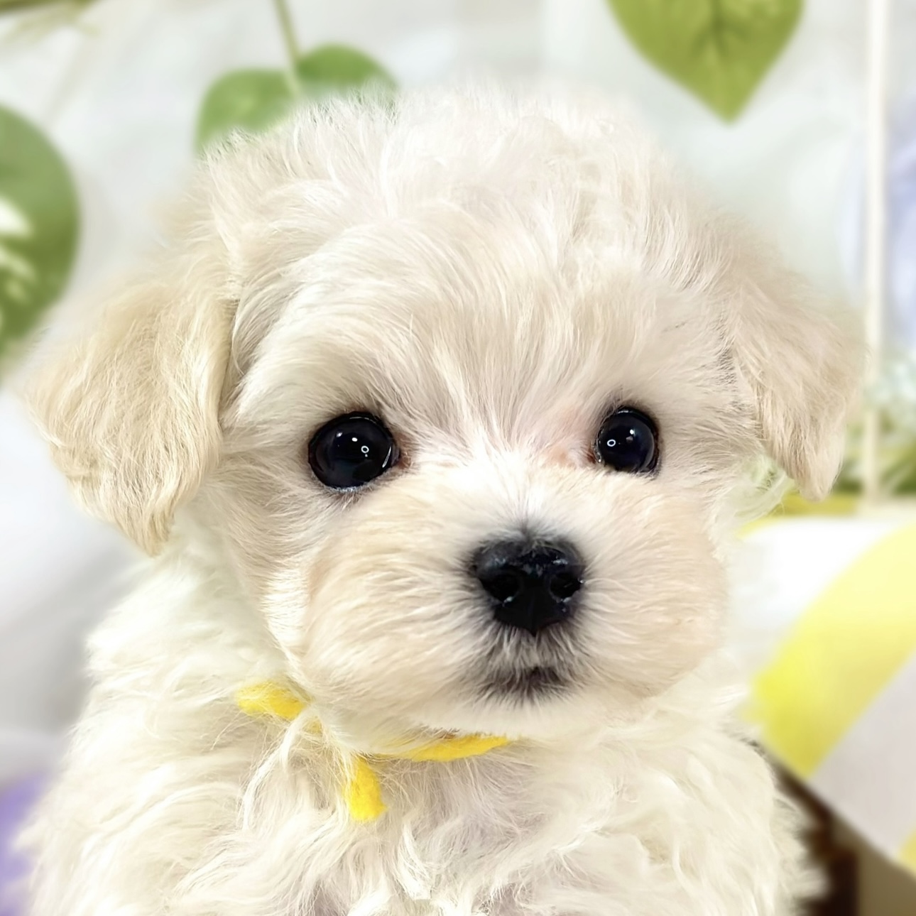 兵庫県のマルプー(マルチーズ×プードル) (犬の家＆猫の里ニッケパークタウン加古川店/2026年1月4日生まれ/男の子/クリーム)の子犬の2枚目の画像