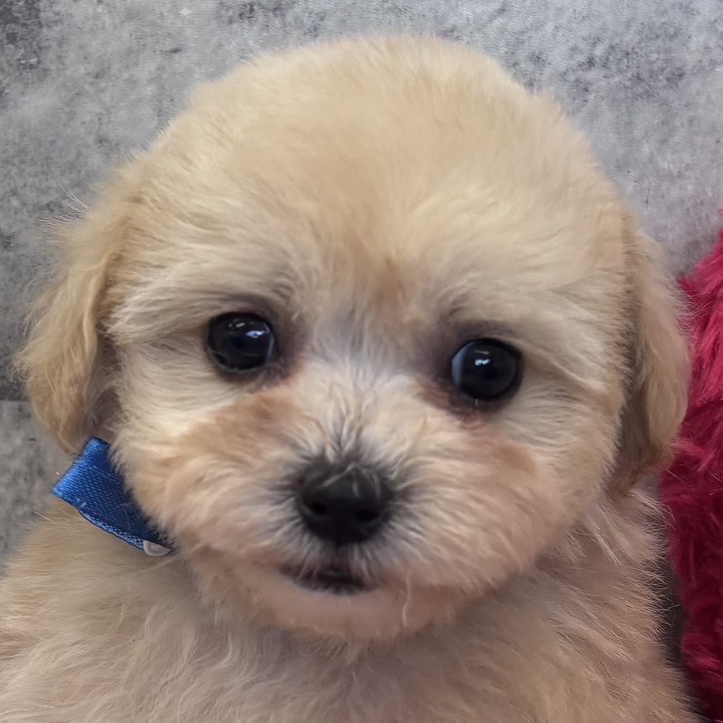 愛知県のマルプー(マルチーズ×プードル) (犬の家＆猫の里春日井本店/2026年1月2日生まれ/女の子/アプリコット)の子犬