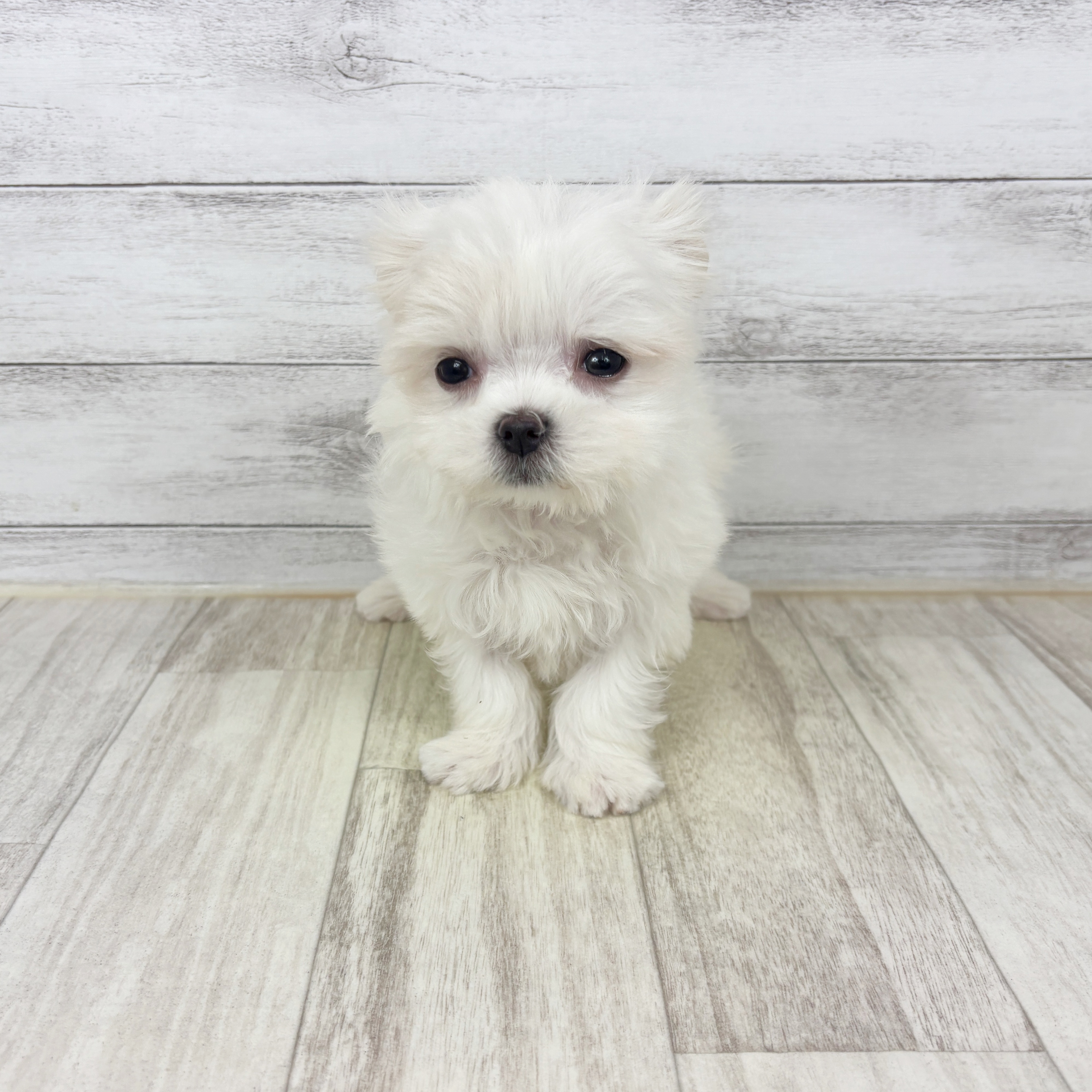 兵庫県のマルチーズ (犬の家＆猫の里川西店/2025年12月31日生まれ/女の子/ホワイト)の子犬