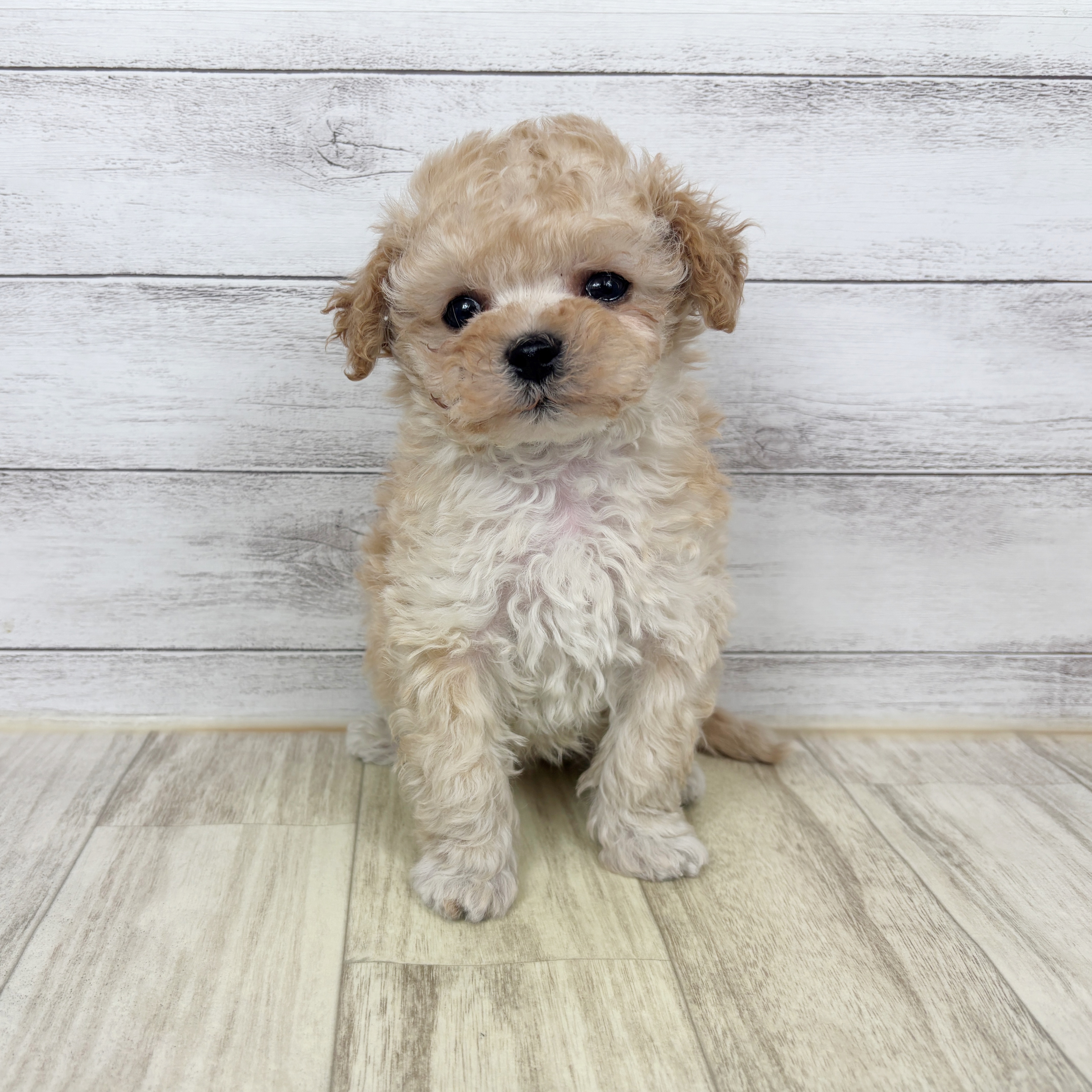 兵庫県のマルプー(マルチーズ×プードル) (犬の家＆猫の里ゆめタウン姫路店/2026年1月2日生まれ/男の子/クリーム)の子犬