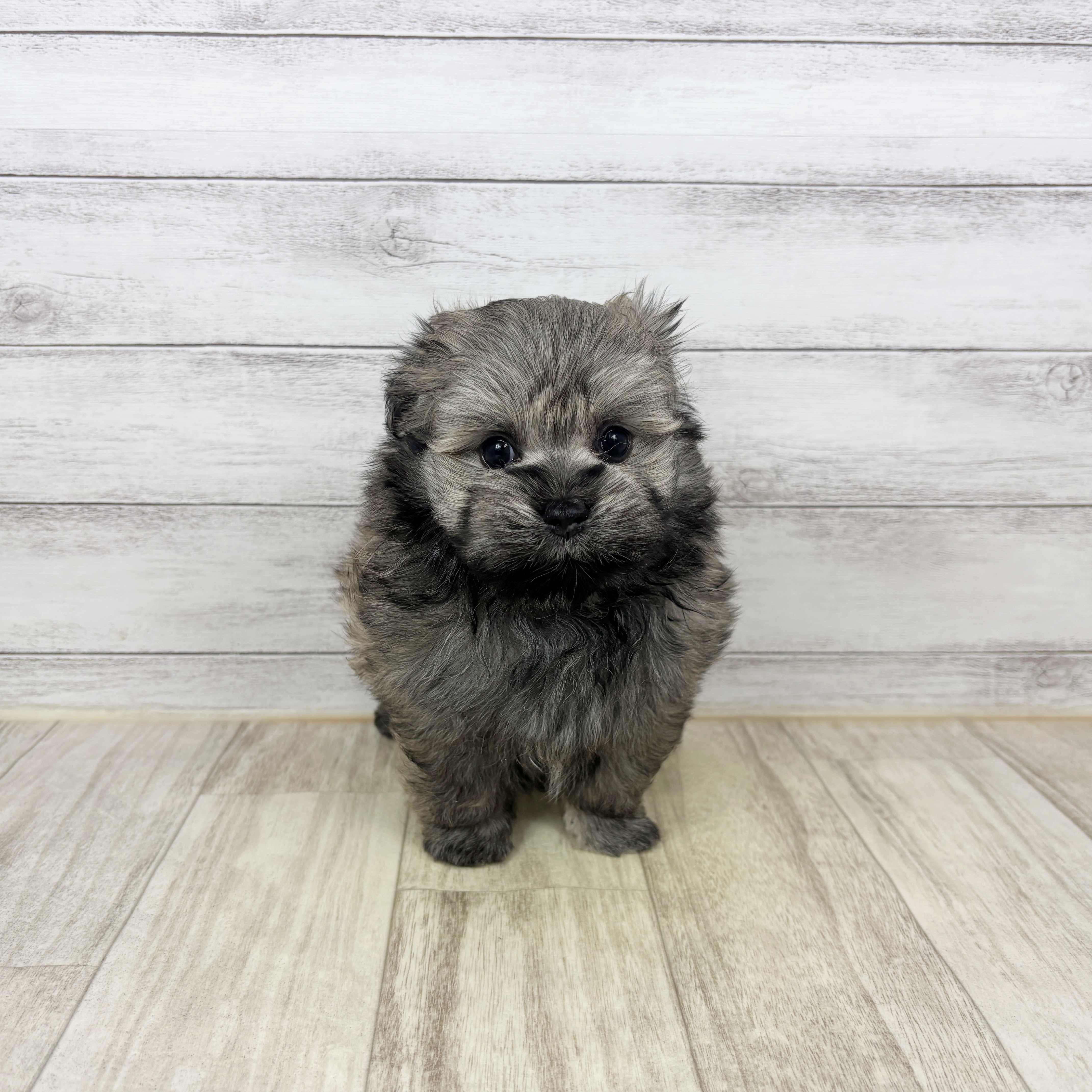 兵庫県のポメマル/マルポメ(ポメラニアン×マルチーズ) (犬の家＆猫の里尼崎店/2026年1月3日生まれ/男の子/フォーン)の子犬