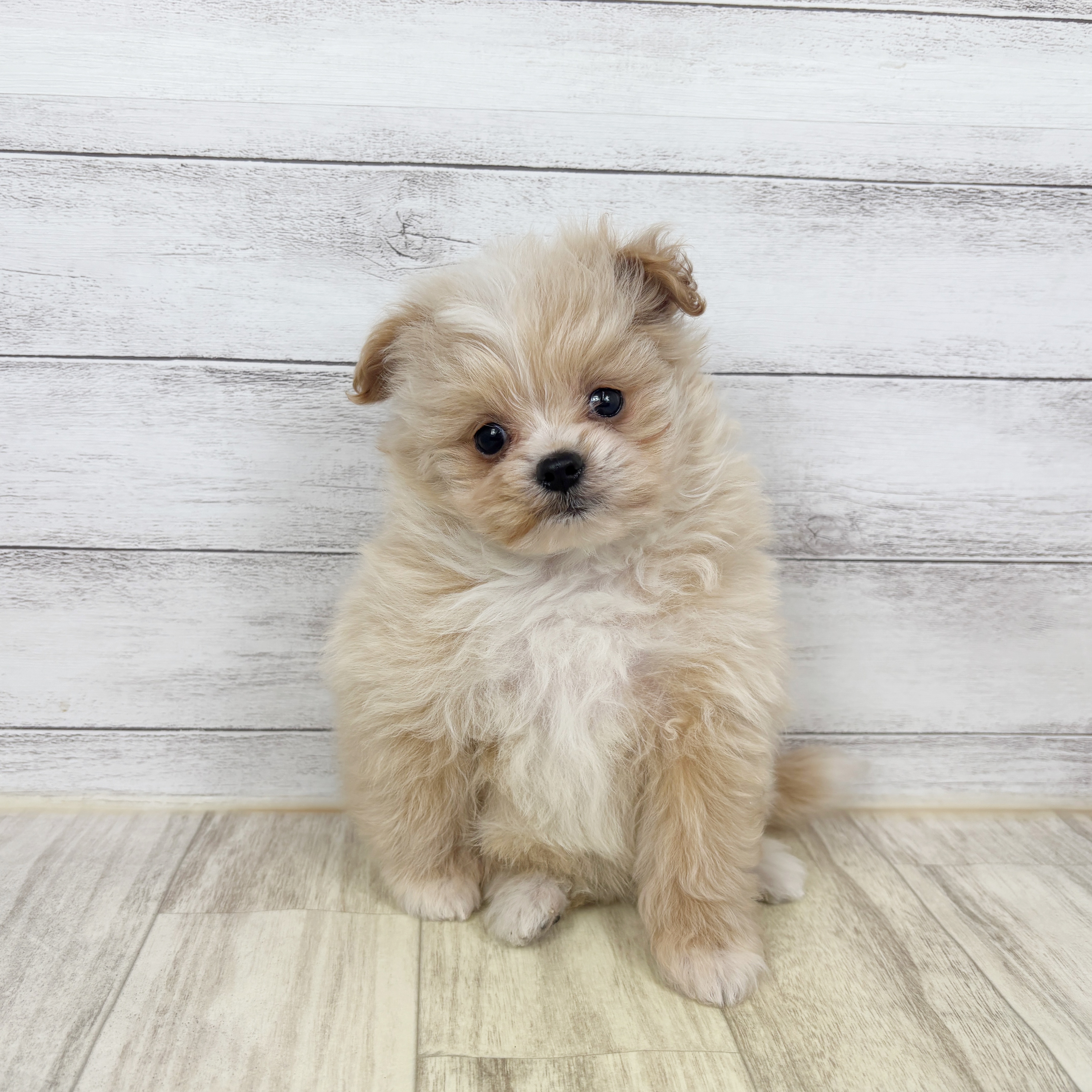 兵庫県のポメプー(ポメラニアン×プードル) (犬の家＆猫の里川西店/2026年1月3日生まれ/女の子/クリーム)の子犬