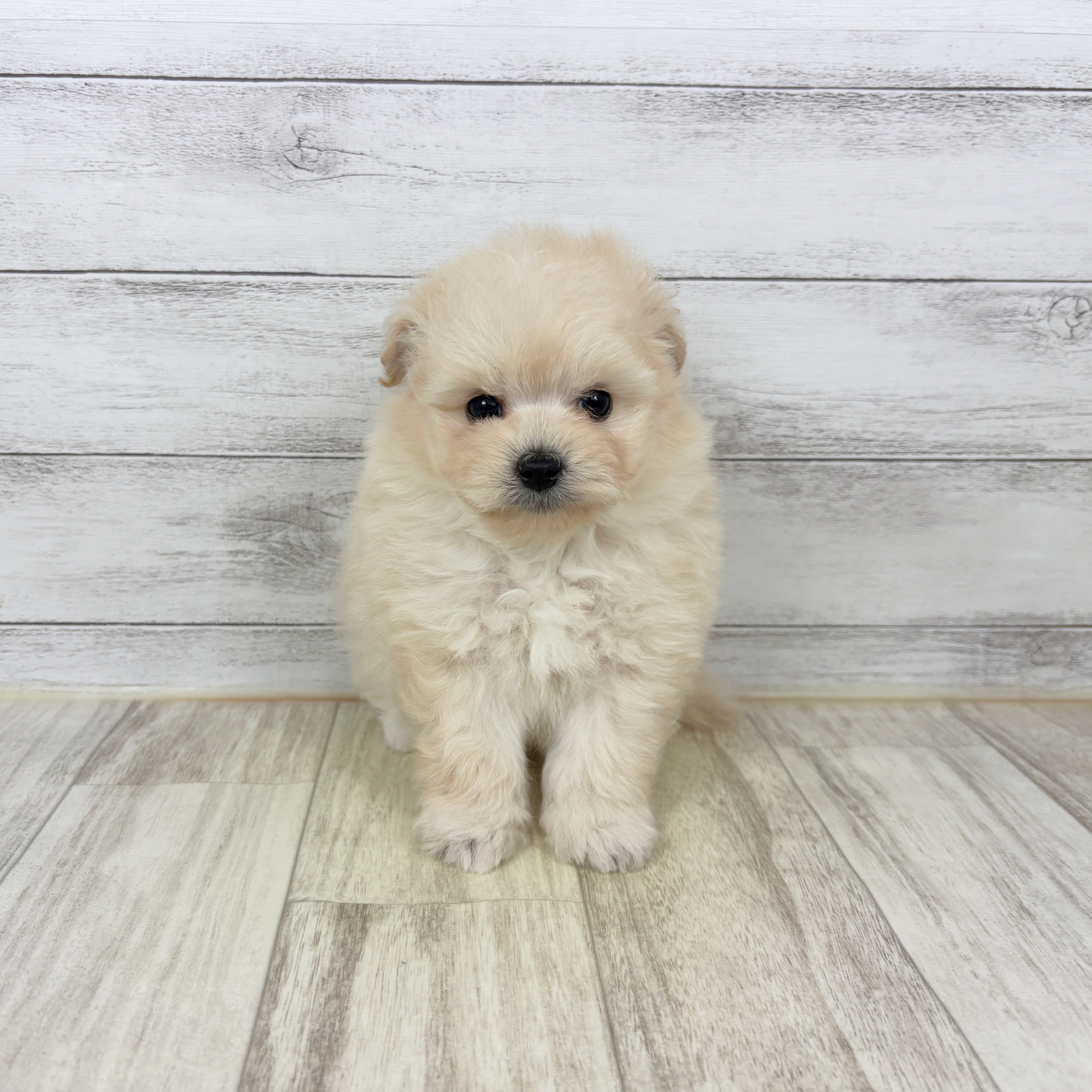 兵庫県のポメプー(ポメラニアン×プードル) (犬の家＆猫の里川西店/2026年1月2日生まれ/男の子/クリーム)の子犬