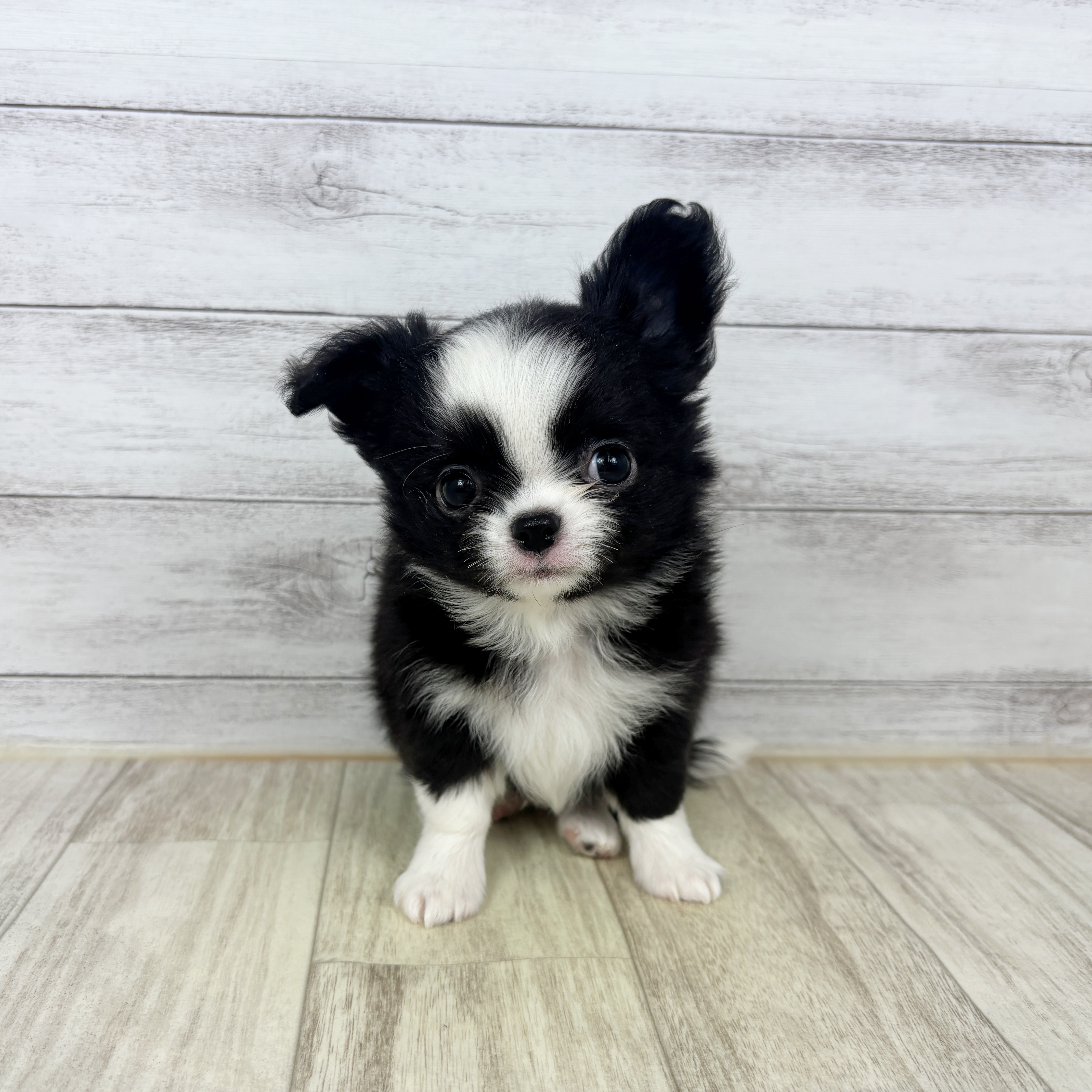 兵庫県のチワワ(ロング) (犬の家＆猫の里川西店/2026年1月2日生まれ/女の子/ブラックホワイト)の子犬
