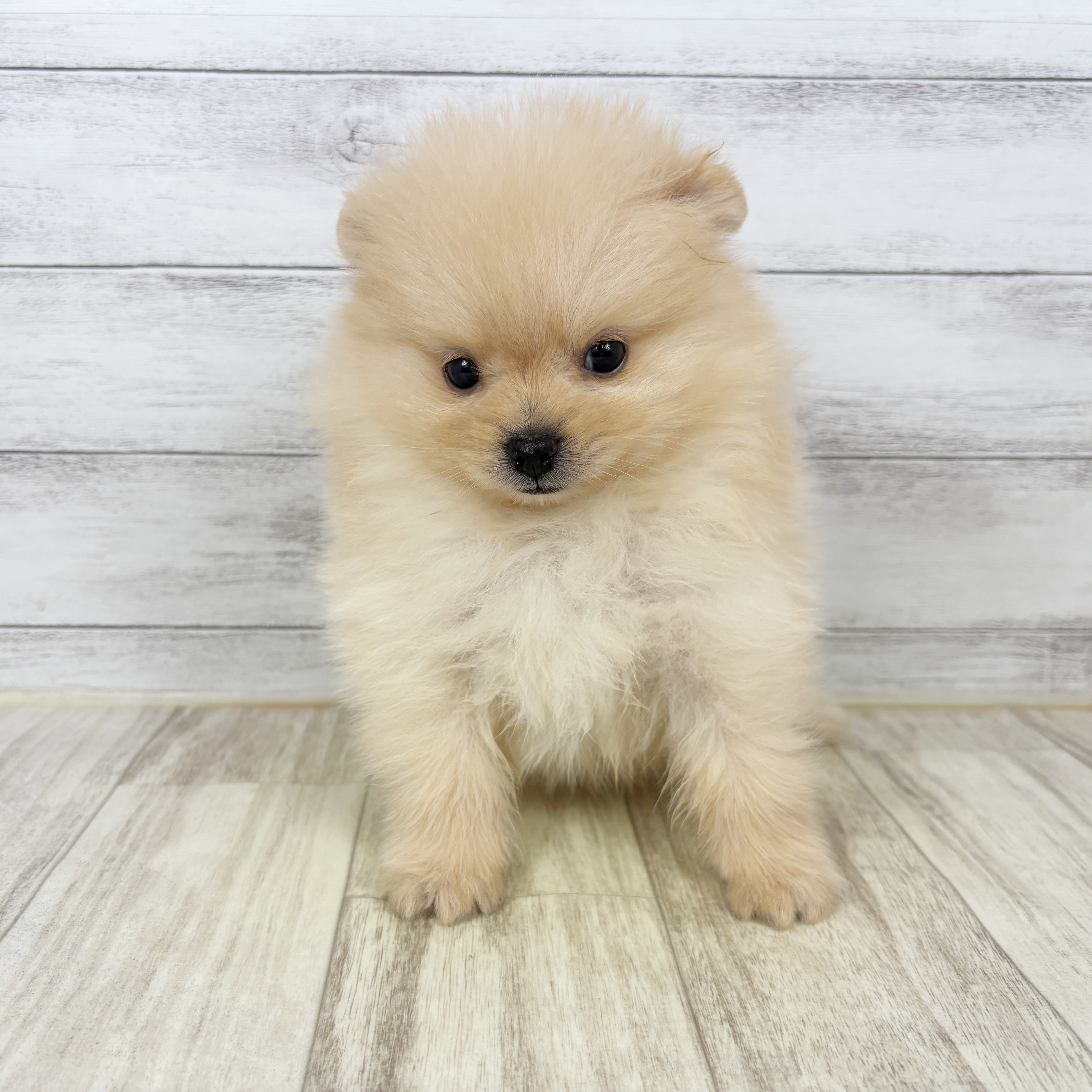 兵庫県のポメラニアン (犬の家＆猫の里川西店/2026年1月3日生まれ/男の子/クリーム)の子犬