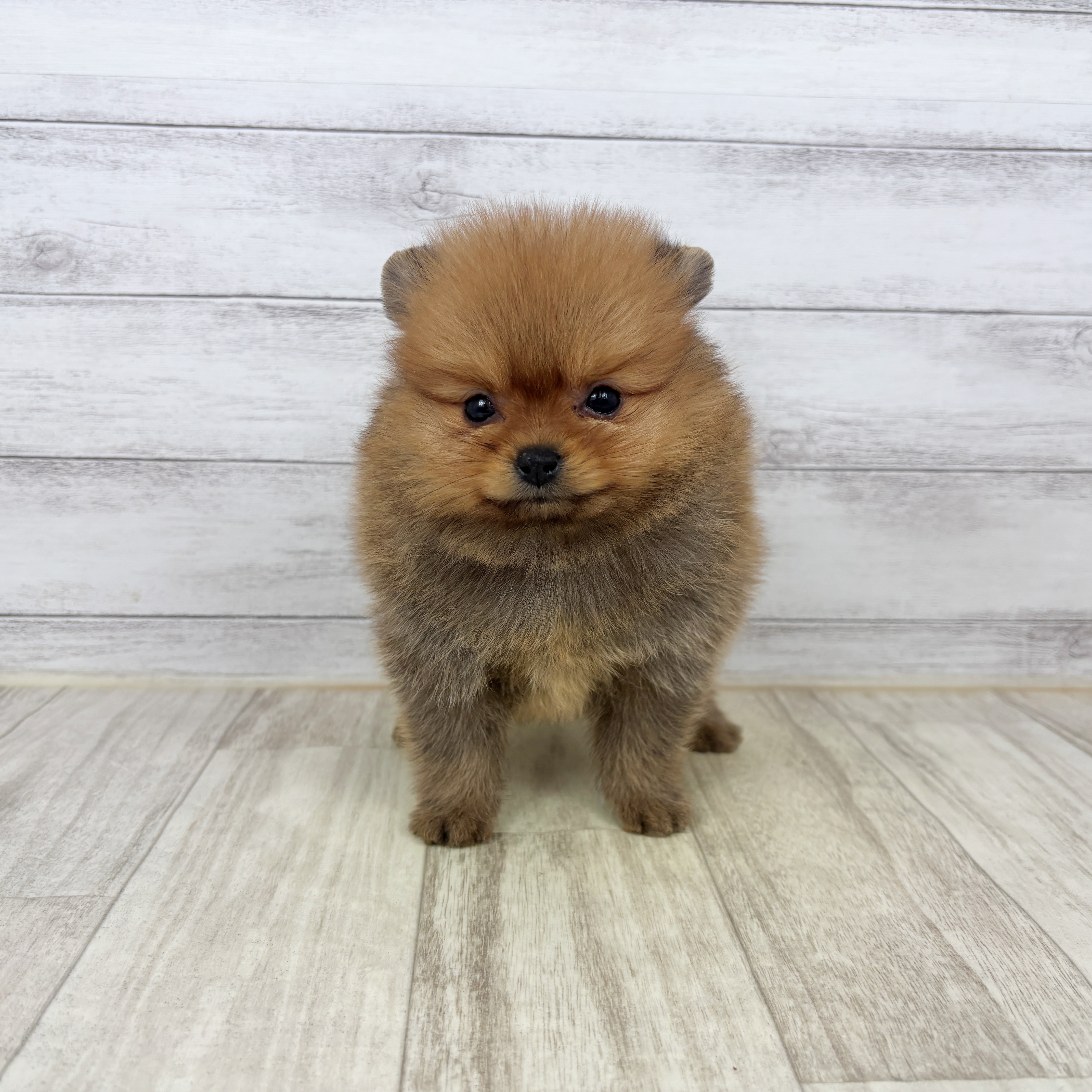 兵庫県のポメラニアン (犬の家＆猫の里川西店/2026年1月3日生まれ/女の子/オレンジ)の子犬