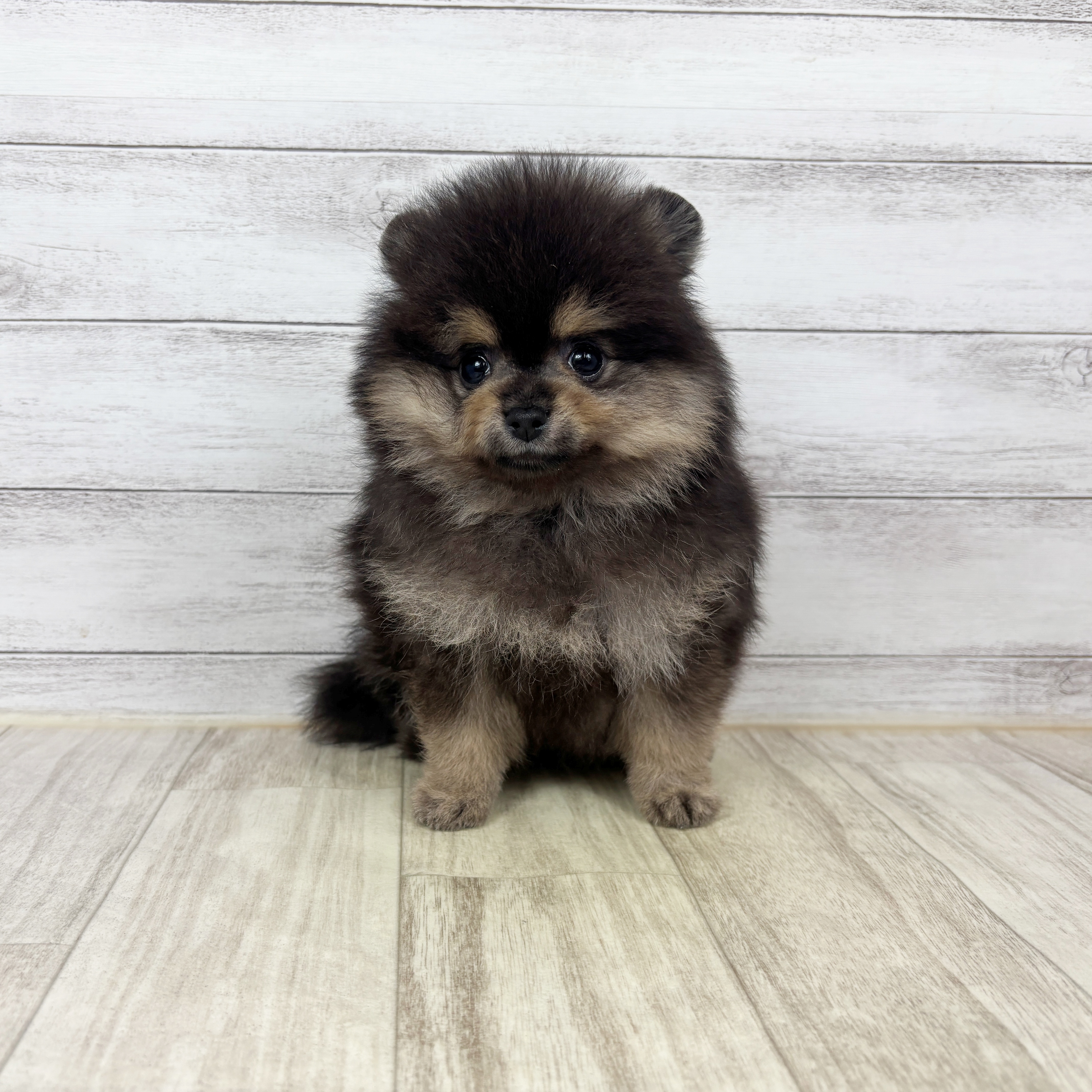 兵庫県のポメラニアン (犬の家＆猫の里ゆめタウン姫路店/2026年1月4日生まれ/男の子/ブラックタン)の子犬