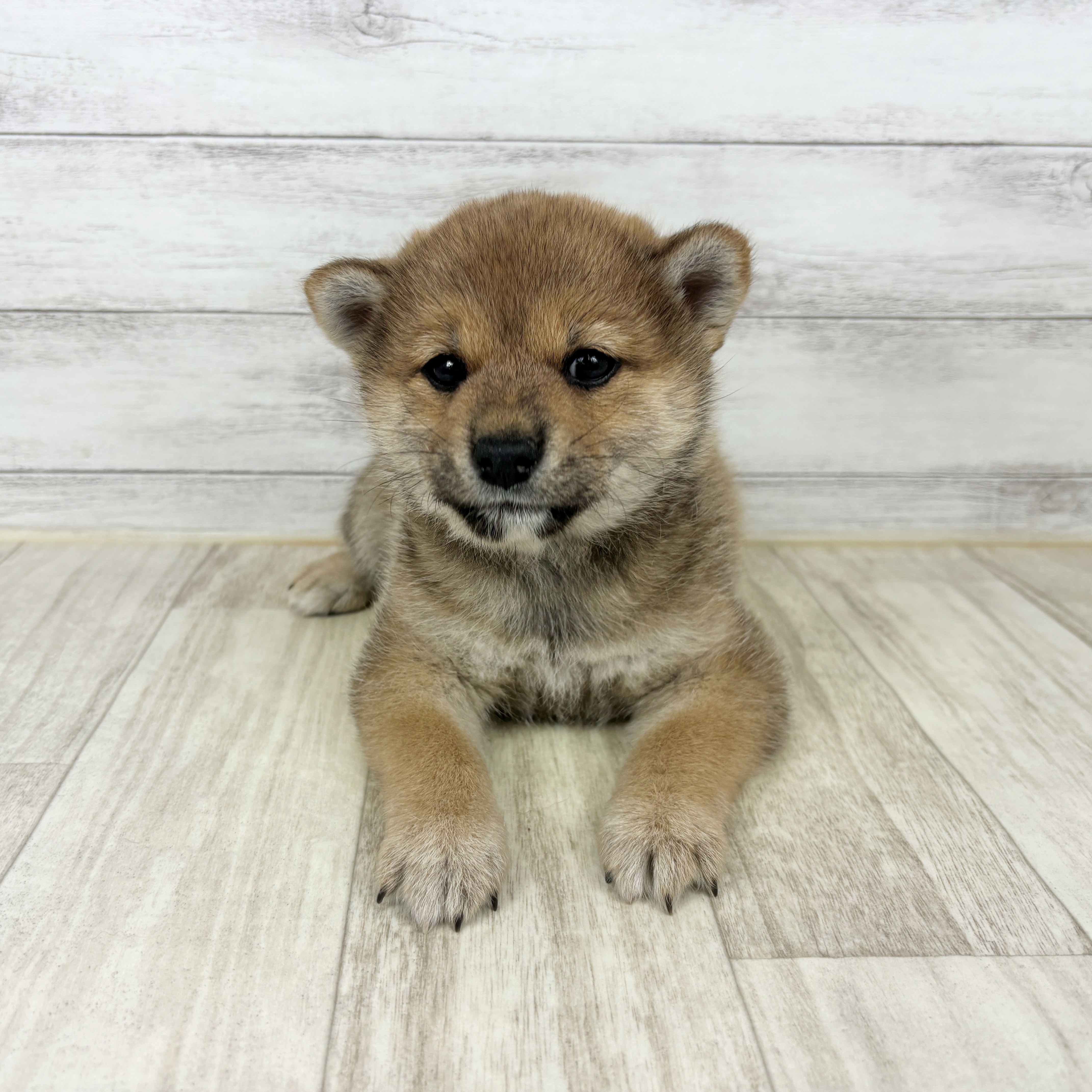 愛知県の柴犬(標準サイズ) (犬の家＆猫の里春日井本店/2026年1月3日生まれ/女の子/赤)の子犬