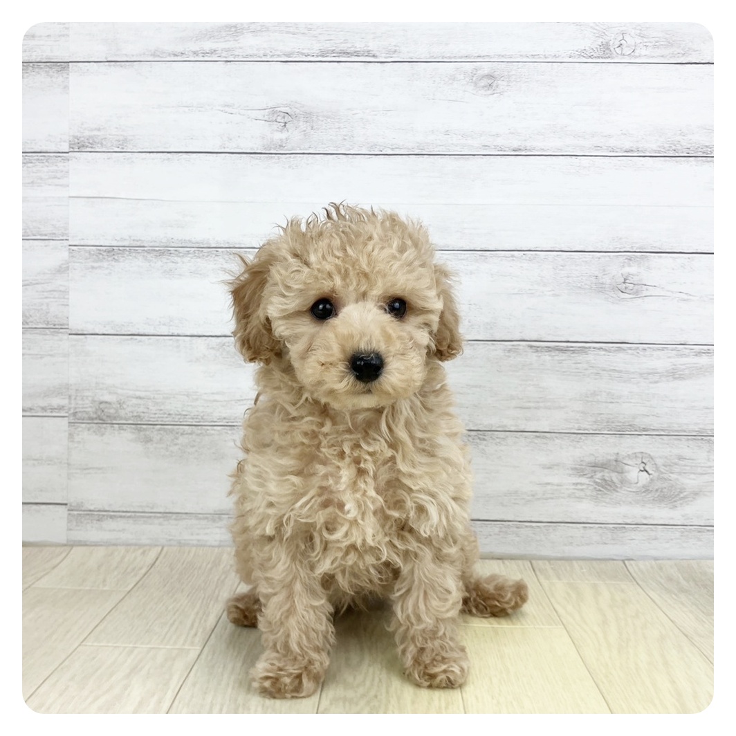 愛知県のトイプードル(トイ) (犬の家＆猫の里名古屋天白店/2026年1月4日生まれ/女の子/オレンジフォーン)の子犬の2枚目の画像