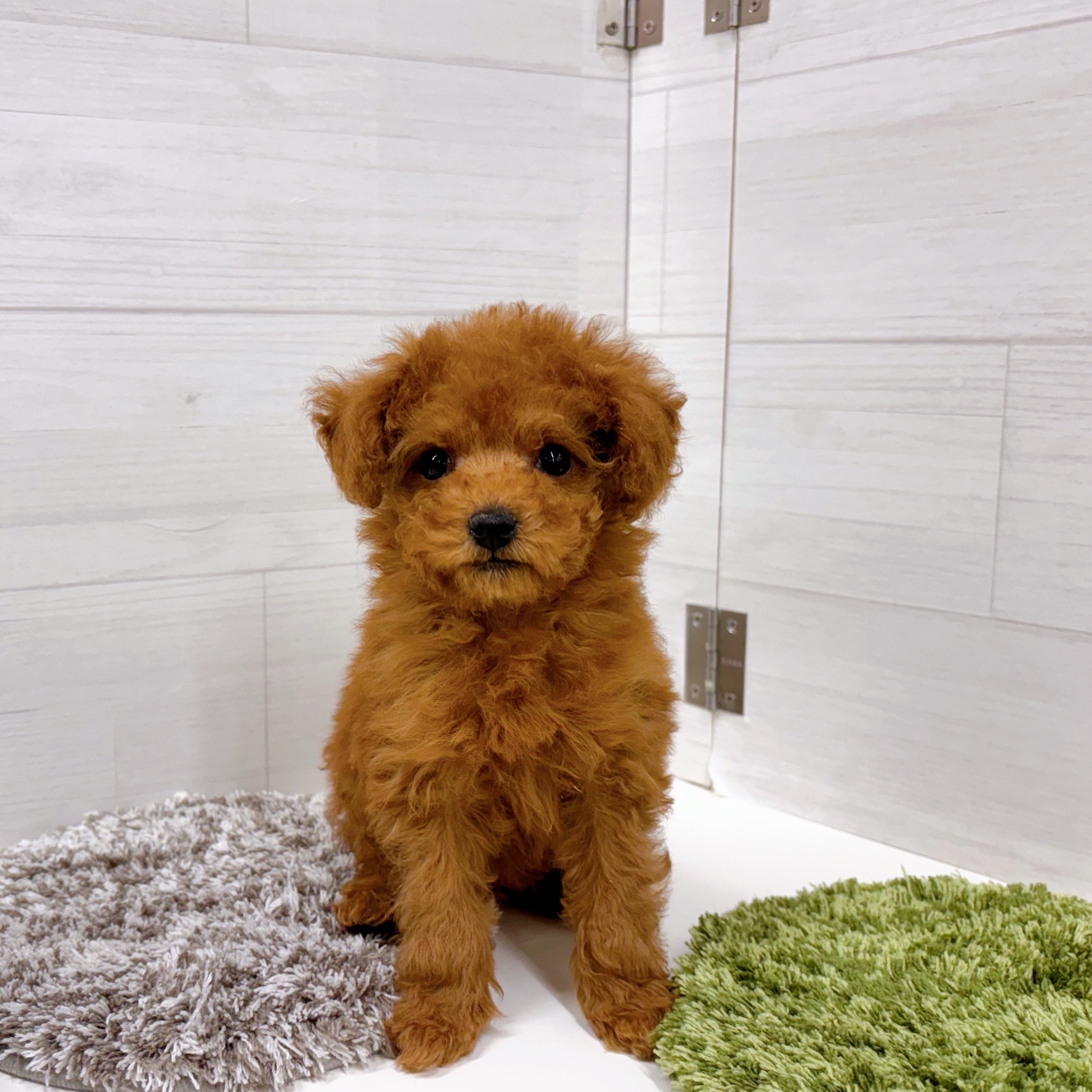 石川県のトイプードル(トイ) (犬の家＆猫の里アミーゴ金沢おこばた店/2026年1月1日生まれ/女の子/レッドフォーン)の子犬の1枚目の画像