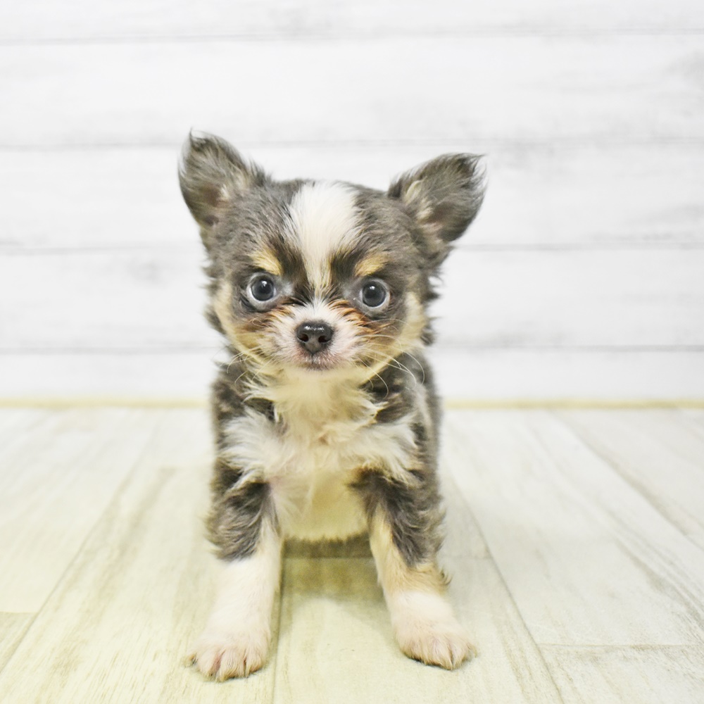 2026年1月4日生まれのチワワ(ロング)