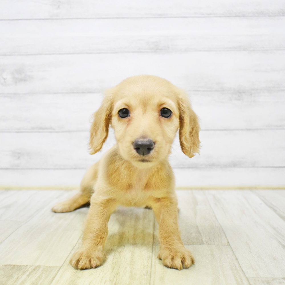 ミニチュアダックス女の子の写真