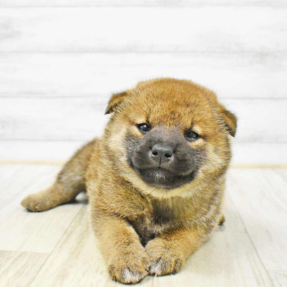 富山県の柴犬(標準サイズ) (犬の家＆猫の里アミーゴ山室店/2026年1月6日生まれ/男の子/赤)の子犬
