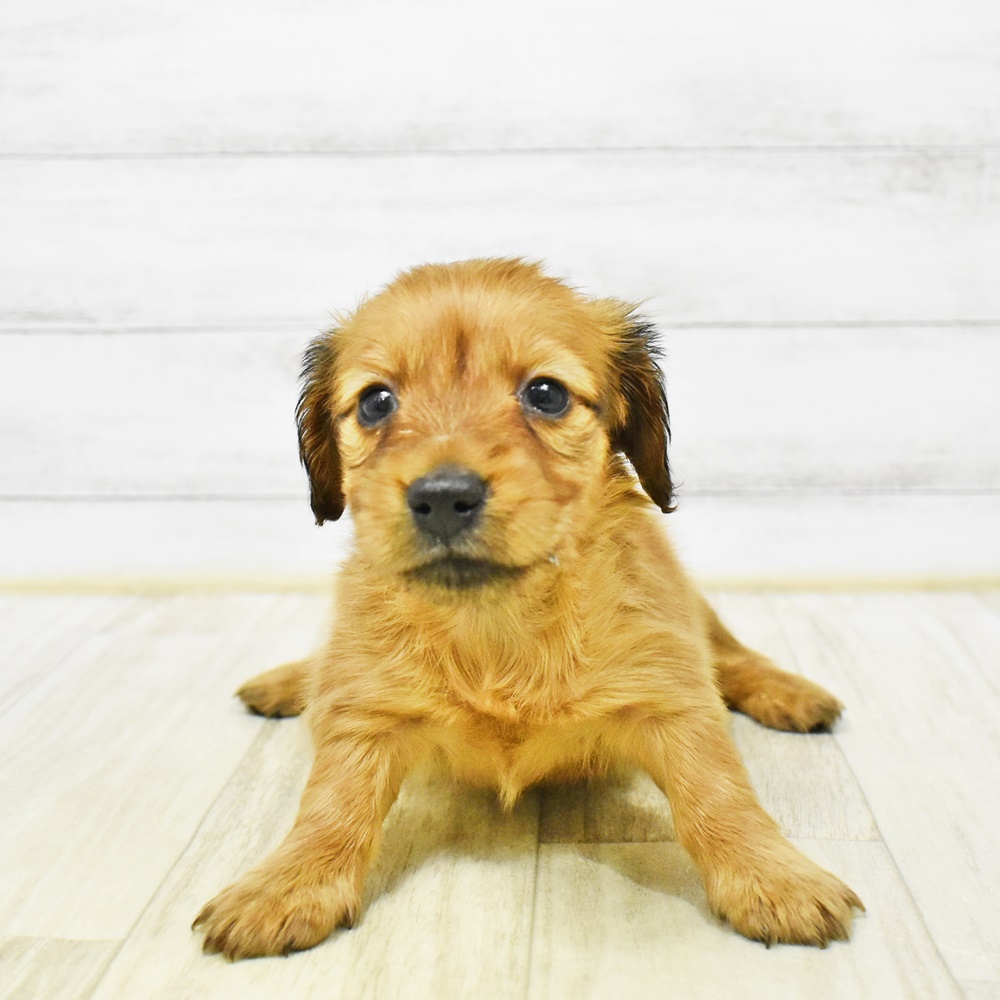 ミニチュアダックス女の子の写真