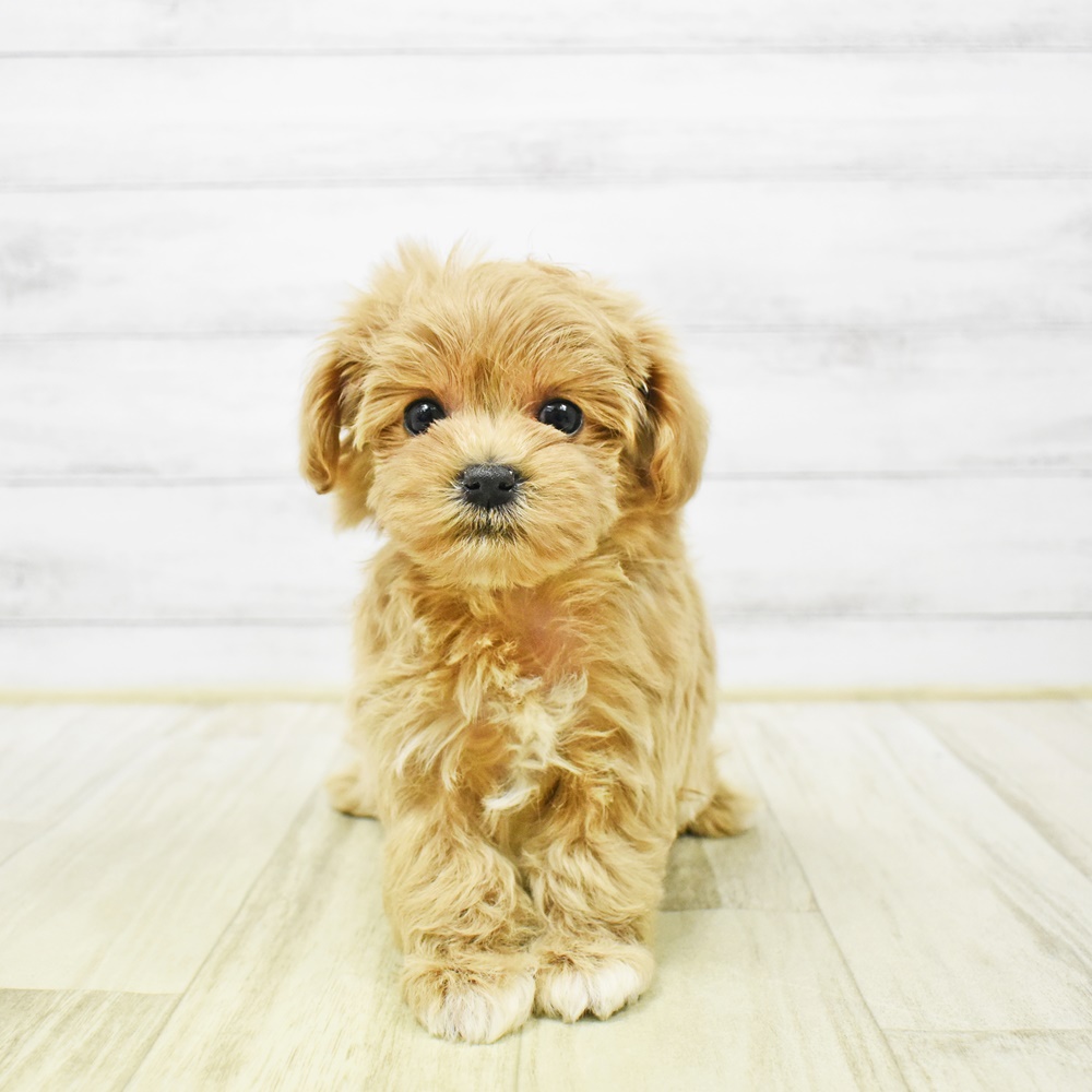 静岡県のマルプー(マルチーズ×プードル) (犬の家＆猫の里プレ葉ウォーク浜北店/2026年1月4日生まれ/女の子/アプリコット)の子犬