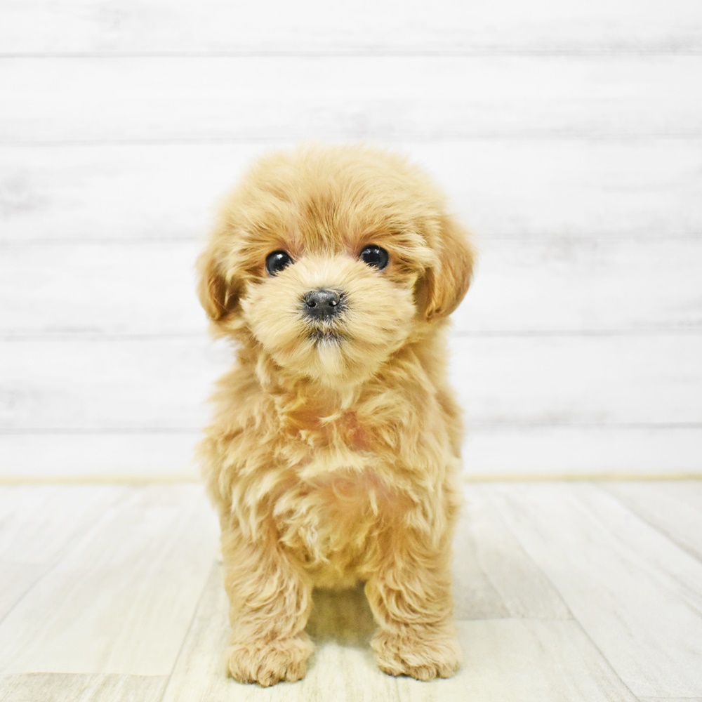 長野県のマルプー(マルチーズ×プードル) (犬の家＆猫の里カインズ梓川店/2026年1月4日生まれ/女の子/アプリコット)の子犬