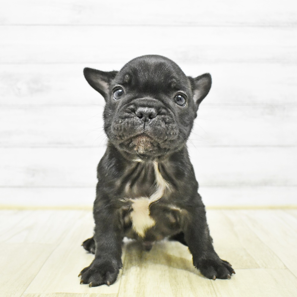 石川県のフレンチブルドッグ (犬の家＆猫の里アミーゴ金沢有松店/2026年1月2日生まれ/男の子/ブリンドル)の子犬
