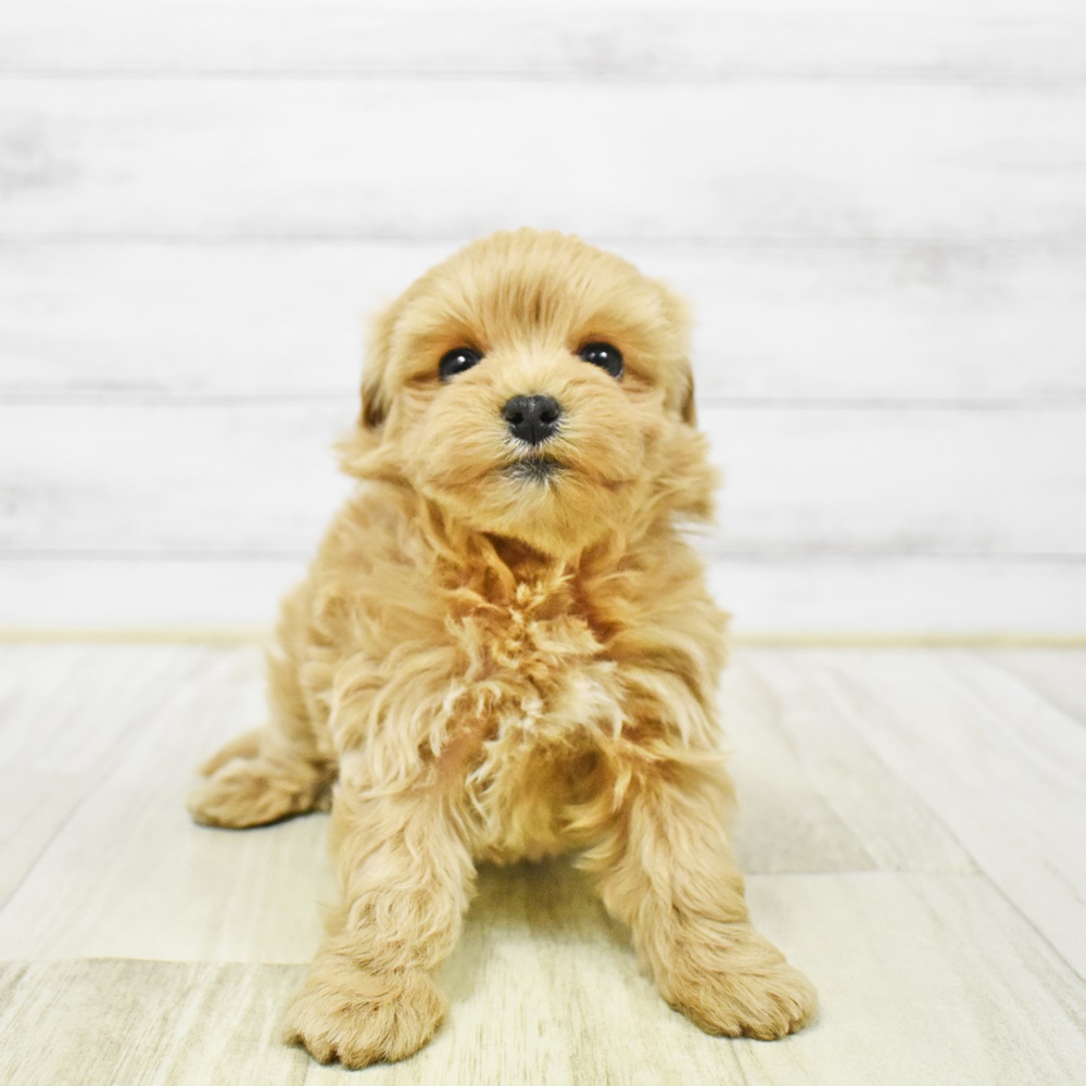 愛知県のマルプー(マルチーズ×プードル) (犬の家＆猫の里春日井本店/2026年1月3日生まれ/女の子/アプリコット)の子犬