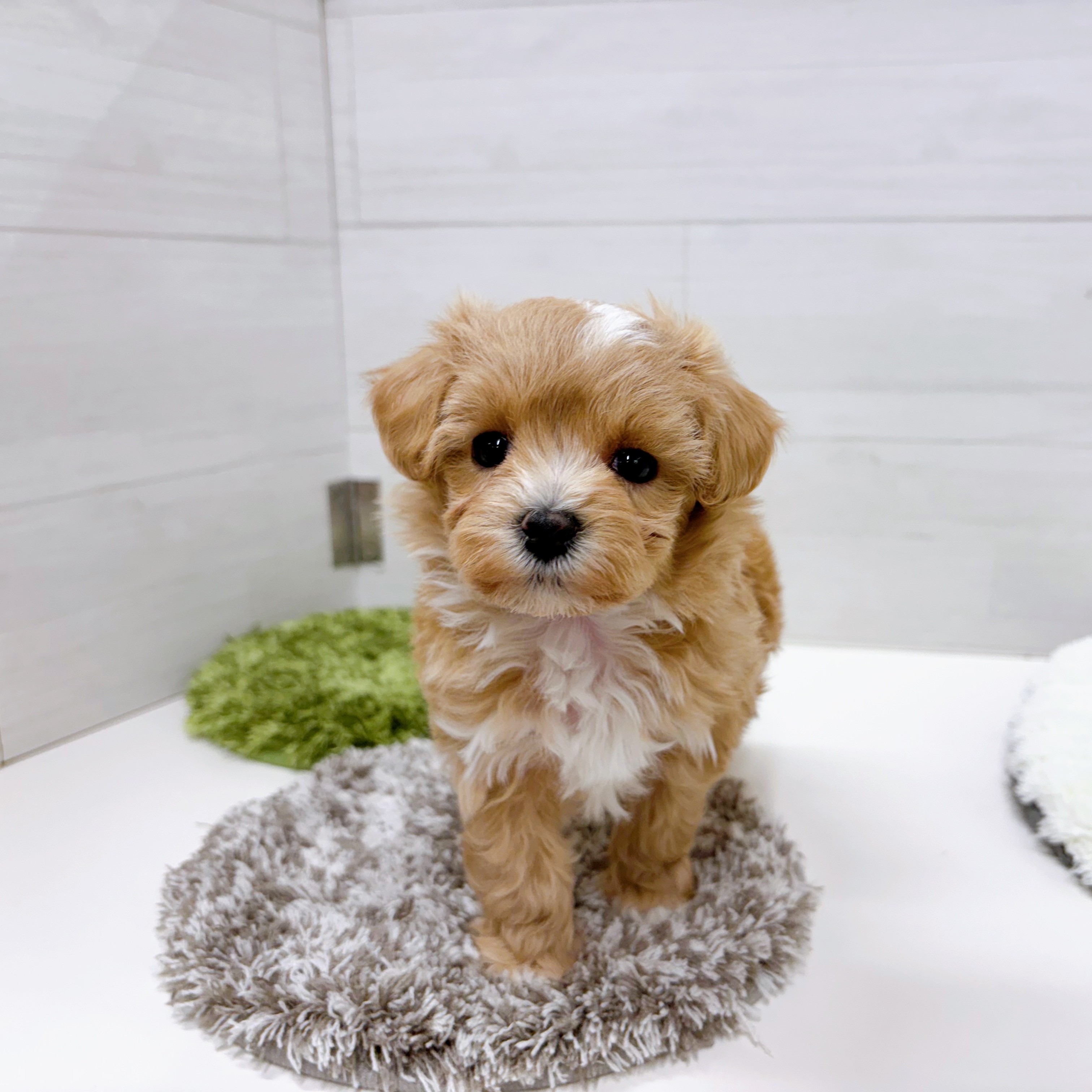 石川県のマルプー(マルチーズ×プードル) (犬の家＆猫の里アミーゴ金沢おこばた店/2026年1月3日生まれ/女の子/アプリコット)の子犬の1枚目の画像