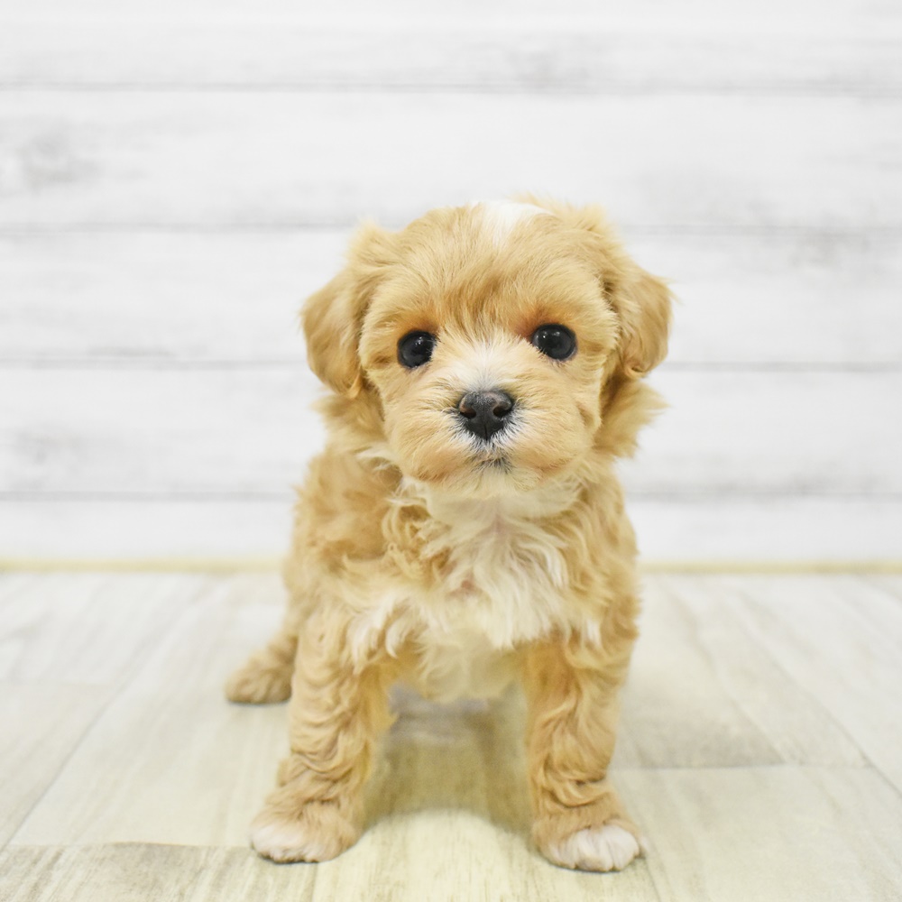 石川県のマルプー(マルチーズ×プードル) (犬の家＆猫の里アミーゴ金沢おこばた店/2026年1月3日生まれ/女の子/アプリコット)の子犬