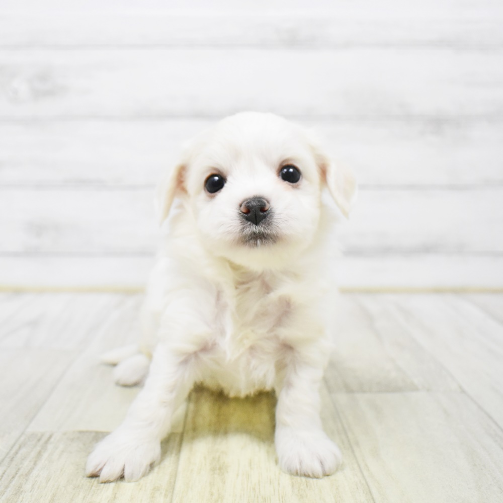 静岡県のハーフ犬・ミックス犬 (犬の家＆猫の里富士店/2026年1月4日生まれ/男の子/ホワイト)の子犬