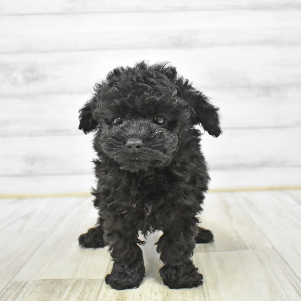 東京都のトイプードル(ティーカップ) (犬の家＆猫の里ペットフォレスト小平店/2026年1月5日生まれ/女の子/ブラック)の子犬