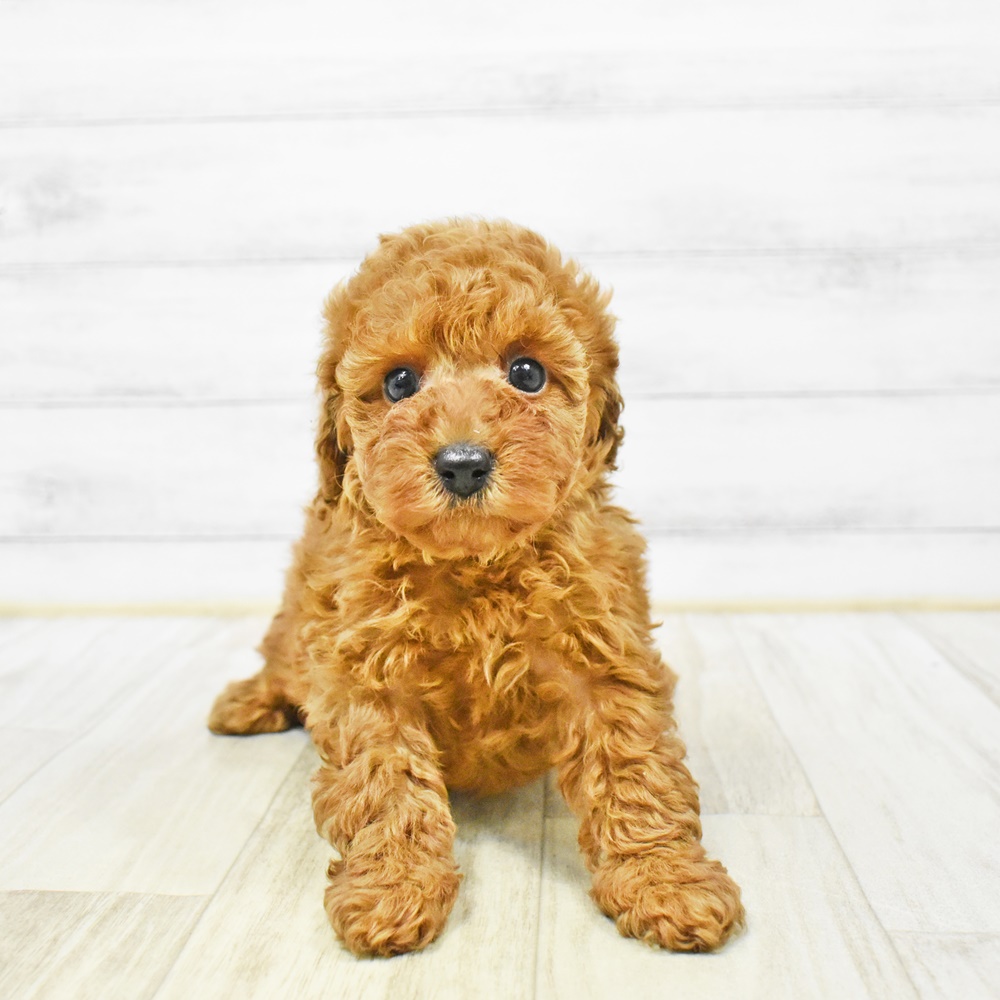 富山県のトイプードル(トイ) (犬の家＆猫の里アミーゴ山室店/2026年1月4日生まれ/女の子/アプリコット)の子犬