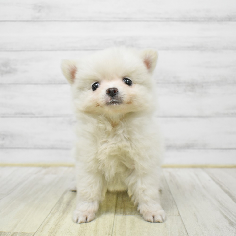 福井県のポメチワ/チワポメ/ポメチー(ポメラニアン×チワワ) (犬の家＆猫の里アミーゴ福井店/2026年1月4日生まれ/男の子/ホワイト)の子犬
