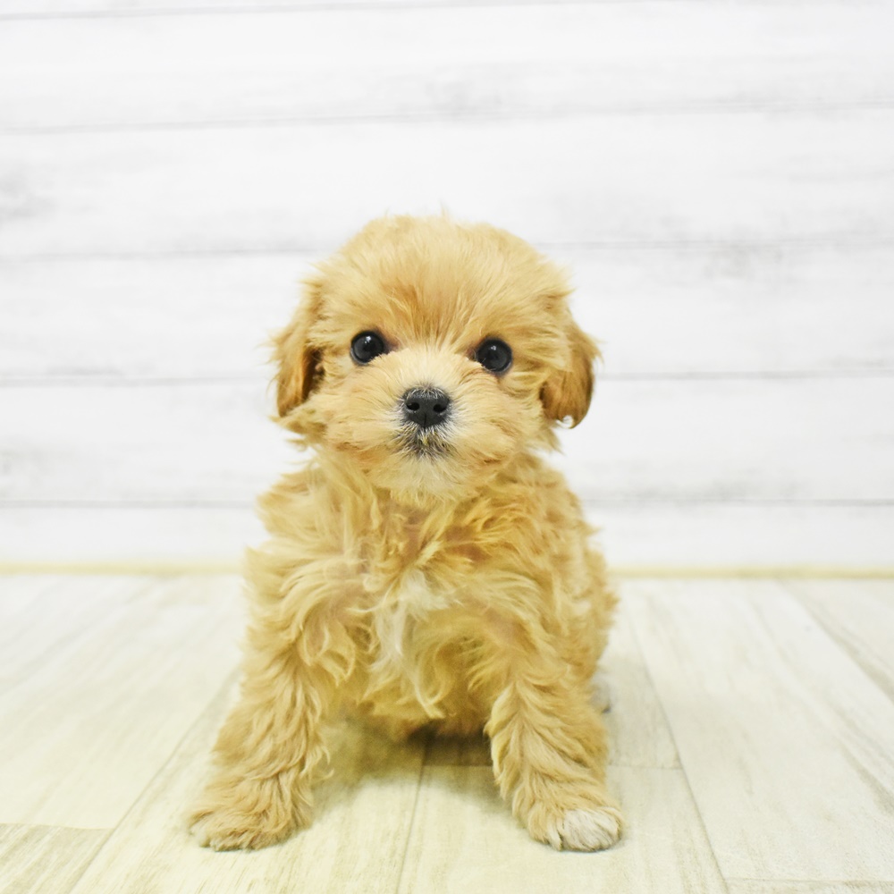 富山県のマルプー(マルチーズ×プードル) (犬の家＆猫の里富山店/2026年1月2日生まれ/女の子/クリーム)の子犬