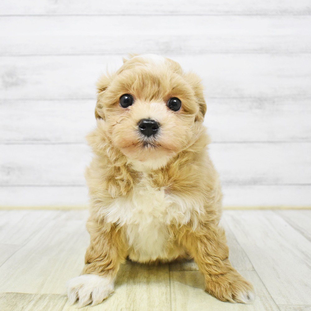 富山県のマルプー(マルチーズ×プードル) (犬の家＆猫の里富山店/2026年1月5日生まれ/男の子/アプリコット)の子犬