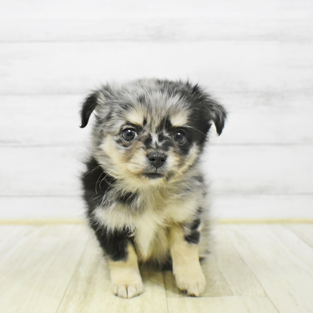 静岡県のポメチワ/チワポメ/ポメチー(ポメラニアン×チワワ) (犬の家＆猫の里藤枝店/2026年1月4日生まれ/男の子/ブルーマールホワイト)の子犬