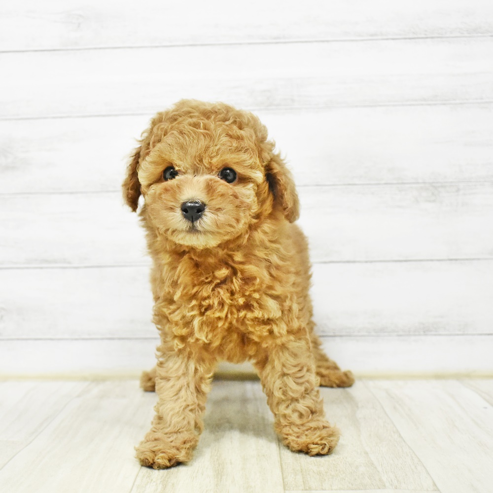 千葉県のトイプードル(トイ) (犬の家＆猫の里ワンズモール稲毛店/2025年12月31日生まれ/女の子/レッドフォーン)の子犬の2枚目の画像