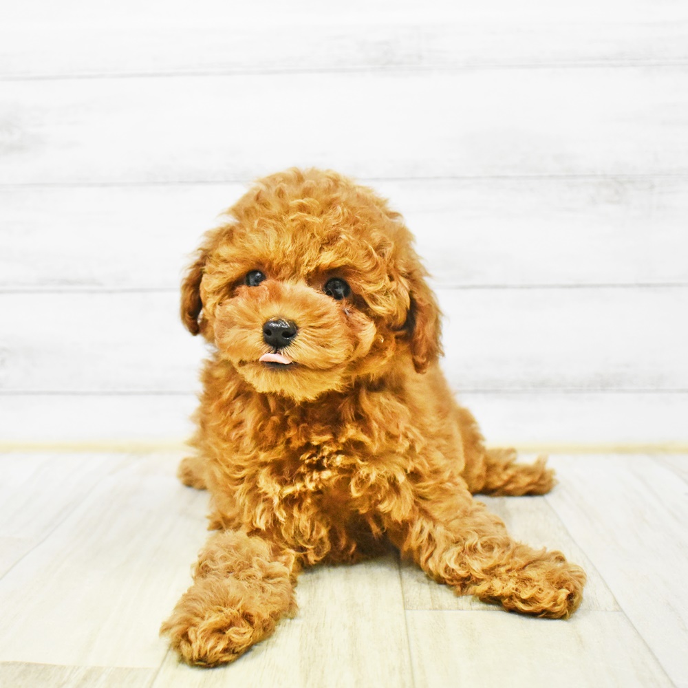 長野県のトイプードル(トイ) (犬の家＆猫の里カインズ梓川店/2025年12月31日生まれ/女の子/レッドフォーン)の子犬