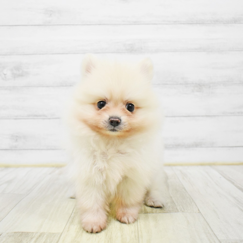 千葉県のポメラニアン (犬の家＆猫の里BIGHOPガーデンモール印西店/2026年1月5日生まれ/男の子/クリーム)の子犬