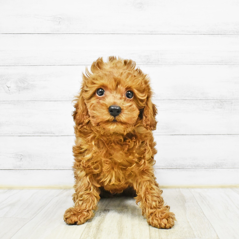 長野県のトイプードル(トイ) (犬の家＆猫の里長野店/2026年1月3日生まれ/男の子/レッド)の子犬