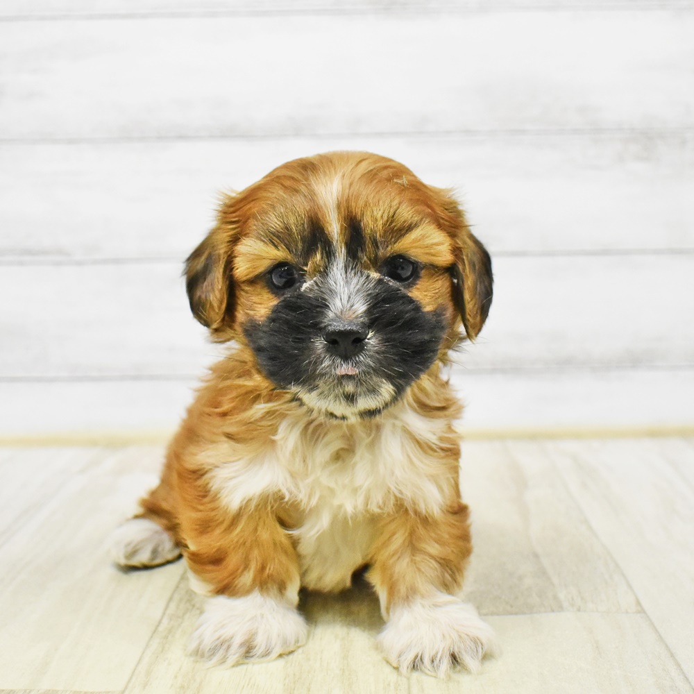 神奈川県のハーフ犬・ミックス犬 (犬の家＆猫の里元住吉ブレーメン通り店/2026年1月5日生まれ/女の子/レッド)の子犬