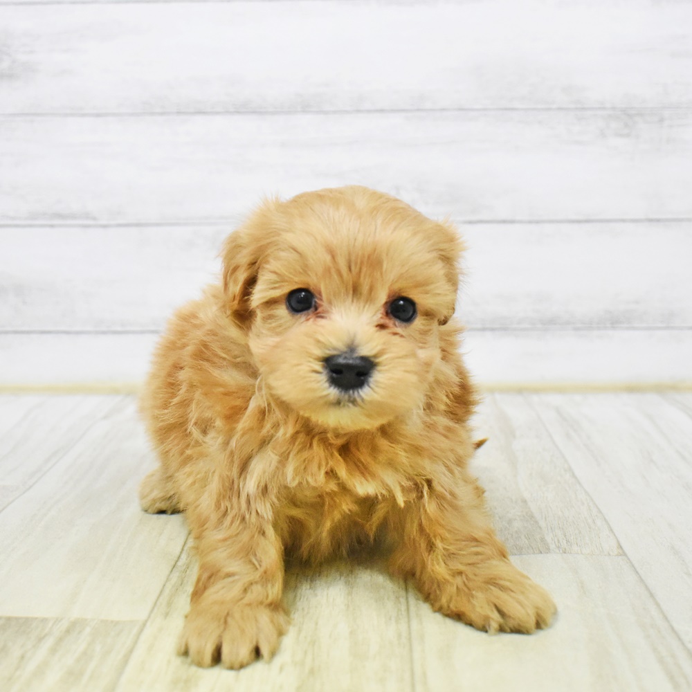 愛知県のマルプー(マルチーズ×プードル) (犬の家＆猫の里岡崎店/2026年1月6日生まれ/男の子/アプリコット)の子犬の2枚目の画像