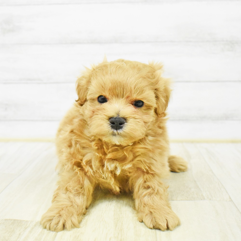 静岡県のマルプー(マルチーズ×プードル) (犬の家＆猫の里富士店/2026年1月6日生まれ/男の子/アプリコット)の子犬