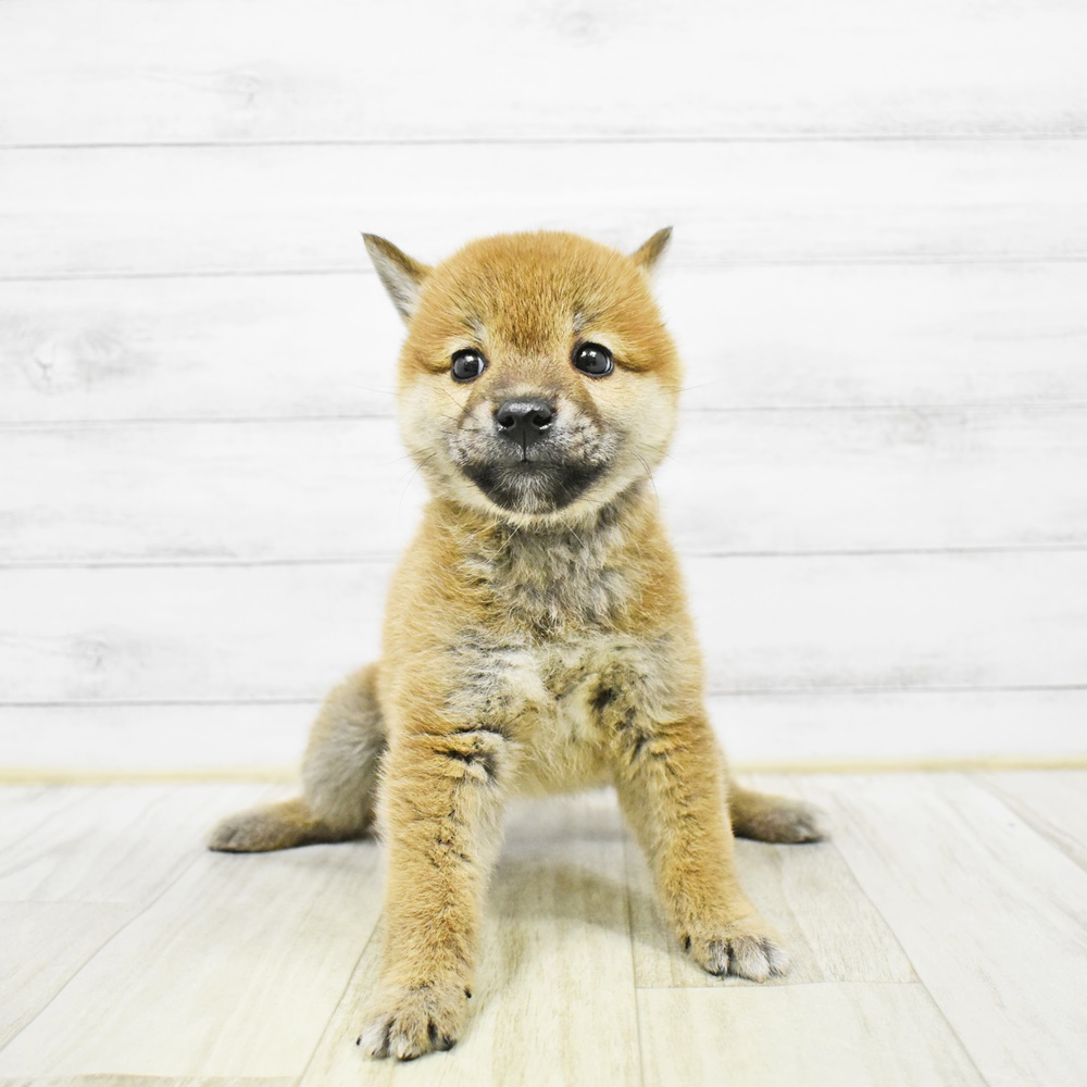 柴犬女の子の写真