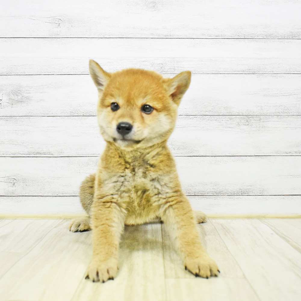柴犬男の子の写真