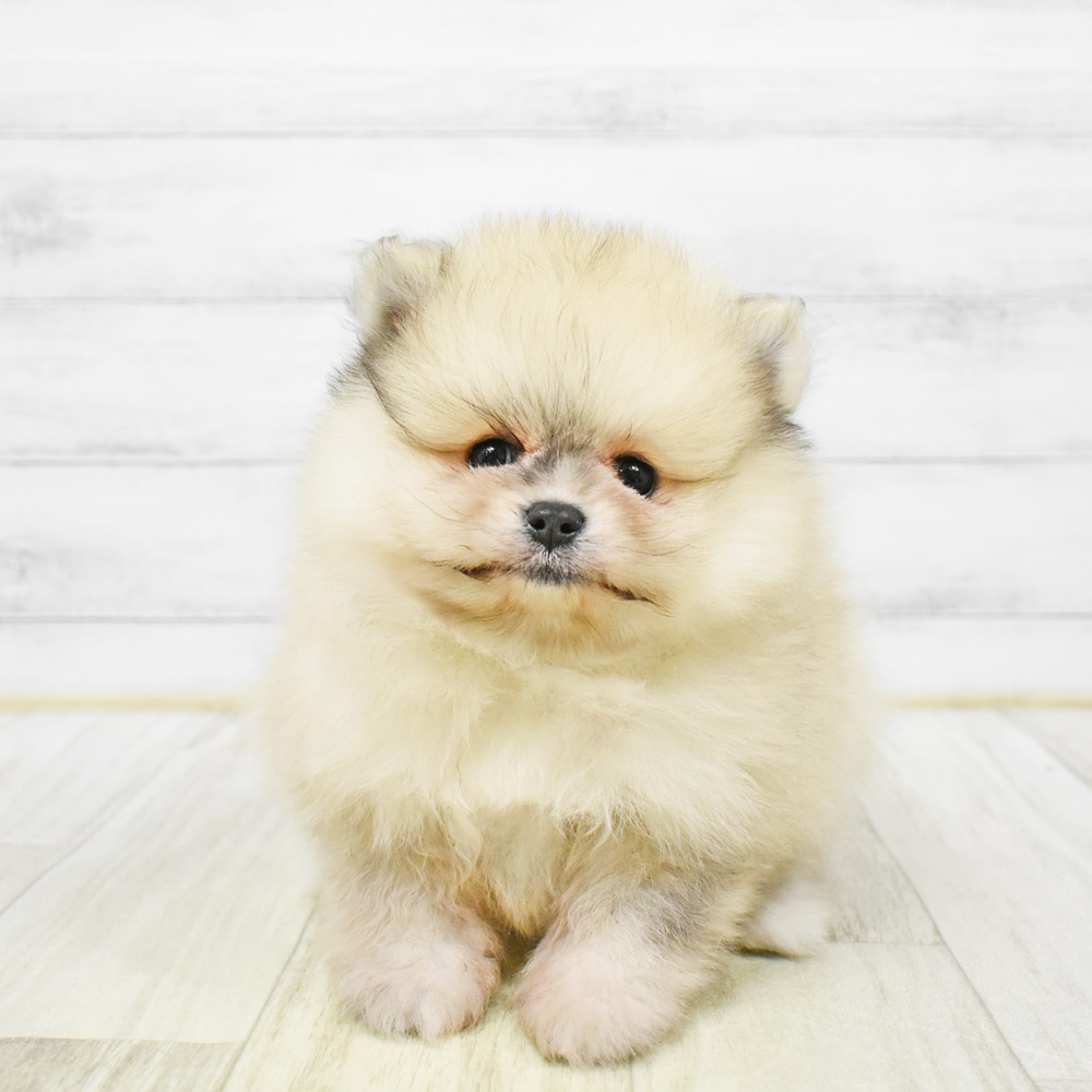 東京都のポメラニアン (犬の家＆猫の里ペットフォレスト小平店/2026年1月5日生まれ/男の子/クリームマール)の子犬