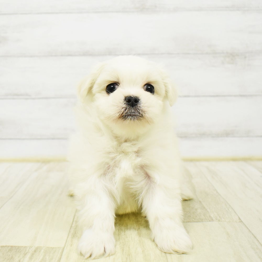 長野県のペキマル/マルペキ(ペキニーズ×マルチーズ) (犬の家＆猫の里塩尻店/2026年1月4日生まれ/女の子/ホワイト)の子犬