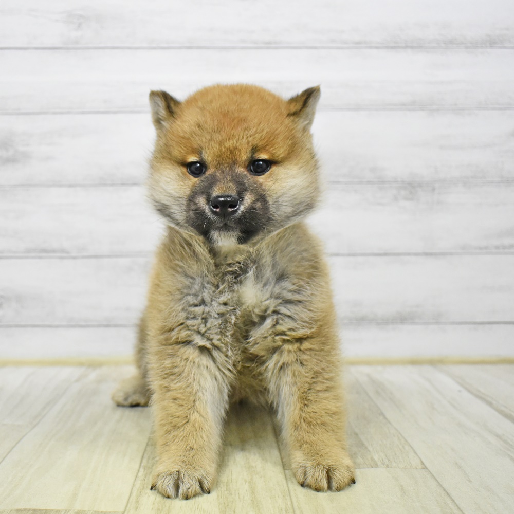 柴犬男の子の写真